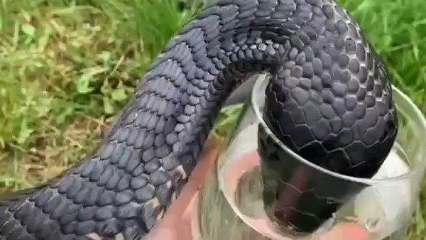 पुराने हैं दोनों वीडियो, सोशल मीडिया पर हुए वायरल