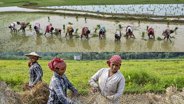 DSR में धान की रोपाई के दो तरीके