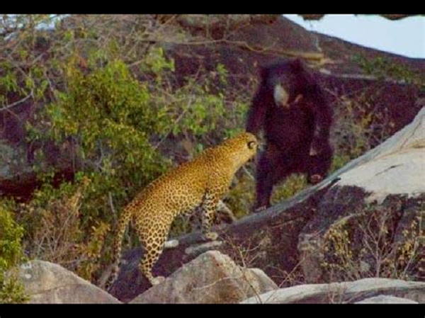 how many bears and leopards in Himachal, forest department will conduct a survey after 20 years To find out wildlife how many bears and leopards in Himachal, forest department will conduct a survey after 20 years To find out wildlife