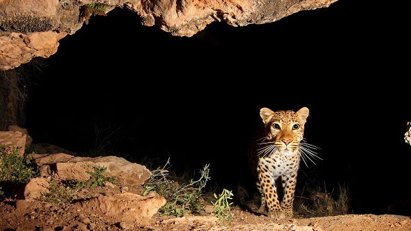 how many bears and leopards in Himachal, forest department will conduct a survey after 20 years To find out wildlife how many bears and leopards in Himachal, forest department will conduct a survey after 20 years To find out wildlife