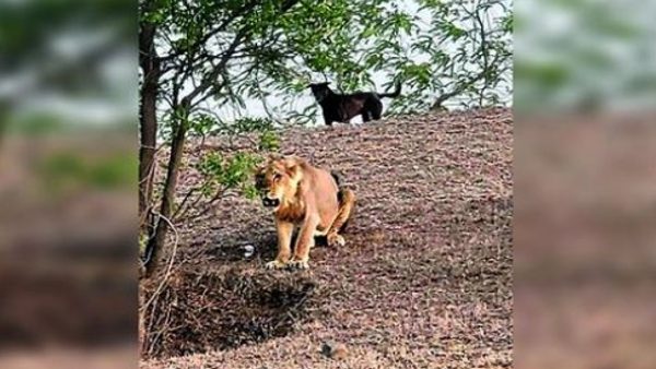  राजकोट में सामने आई शेर और कुत्ते की दोस्ती