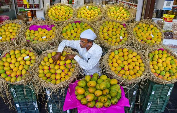 आम की सर्वोत्तम खुराक पर और शोध जरूरी