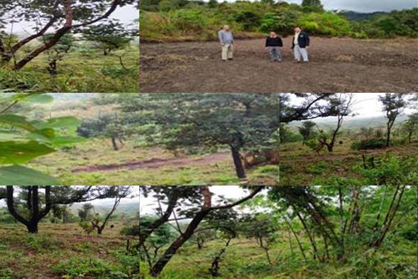 मणिपुर में बांस नर्सरी जैसी पहल मणिपुर में बांस नर्सरी जैसी पहल