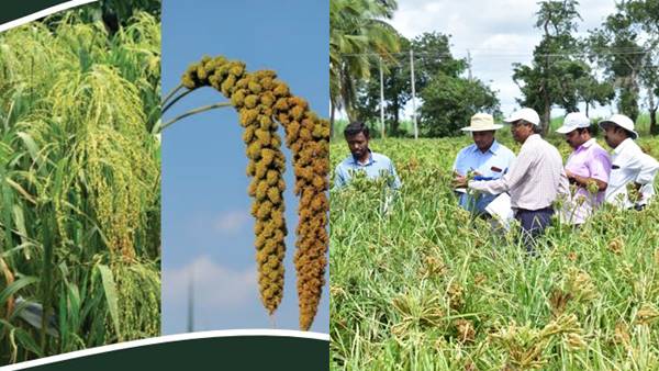 बाजरे के उपयोग का प्रमाण यजुर्वेद में भी 