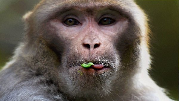 बंदर ने फेरा पुलिस की मेहनत पर 'पानी'