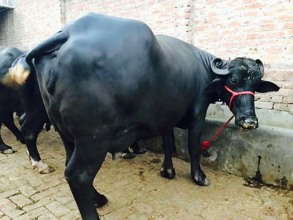 हरियाणा से आधी कीमत में मप्र जाएंगी भैंसें