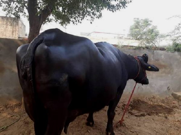 भैसों के लिए ऐसा प्रोजेक्ट पहली बार