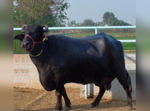 रोजाना 15-20 लीटर दूध देती है ऐसी भैंस