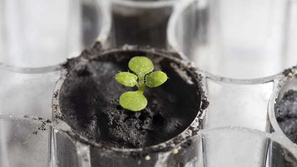 परिणाम देख वैज्ञानिक के उड़े होश