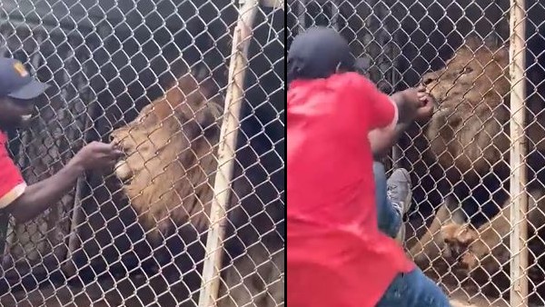 पिंजरे में बंद शेर ने चबा डाली उंगली