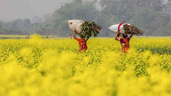 तिलहन के भी ज्यादा उत्पादन होने का अनुमान 