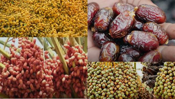 भारत में खजूर का आयात