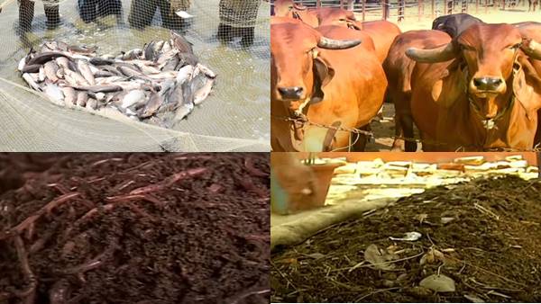 मछली पालन में सक्सेस के बाद गायों का पालन