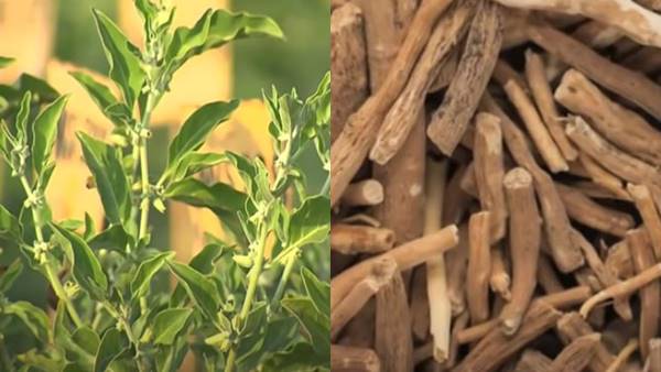 रबी सीजन में अश्वगंधा की खेती