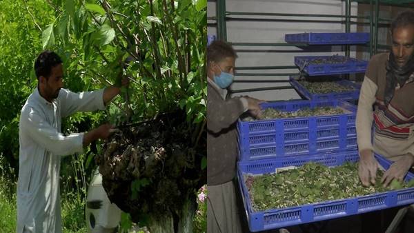 सेरीकल्चर के बारे में 