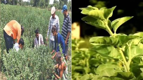 अश्वगंधा के लिए कौन सी जमीन बेहतर