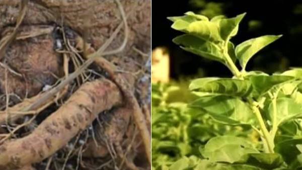 अश्वगंधा की खेती में कम से कम खाद की जरूरत