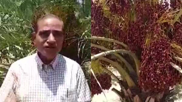 रिसर्च से विकसित हुआ हाईब्रिड खजूर