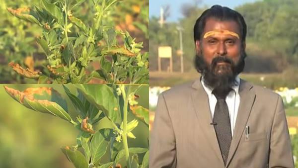 अश्वगंधा पर कीटों का अटैक कम