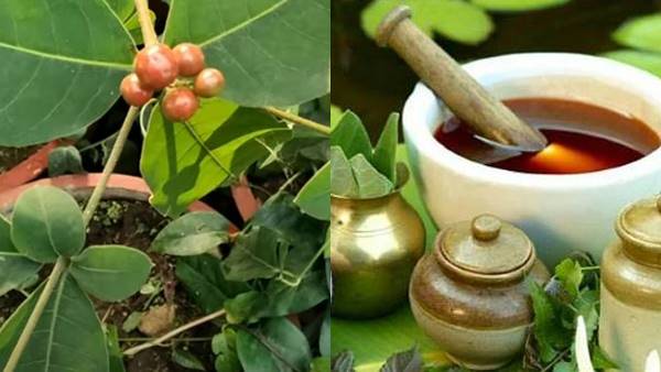 AYUSH में निवेश, अश्वगंधा की खेती से फायदा