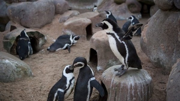 ये हो सकती है वजह ये हो सकती है वजह