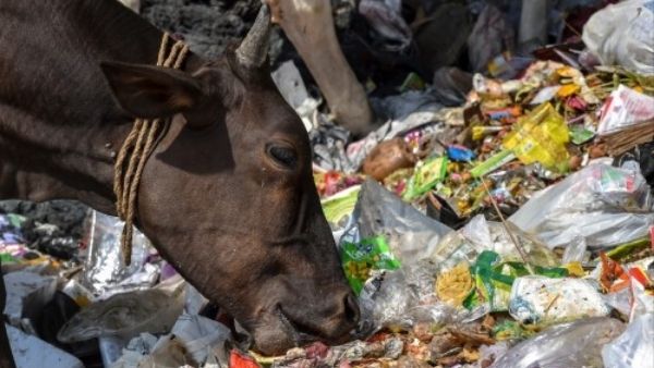इससे पहले भी मिला था ऐसा एंजाइम