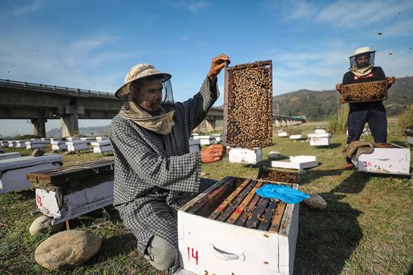 चीनी की तुलना में शहद अधिक सेहतमंद
