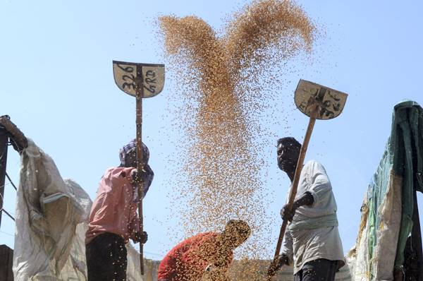 872 मिलियन डॉलर का गेहूं निर्यात, बना रिकॉर्ड