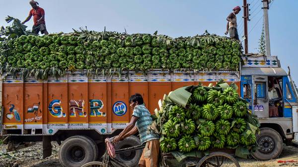 केले की दो वेराइटी का उत्पादन केले की दो वेराइटी का उत्पादन