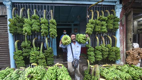 100 गांवों में केले की खेती संभव, लाभ तत्काल 100 गांवों में केले की खेती संभव, लाभ तत्काल