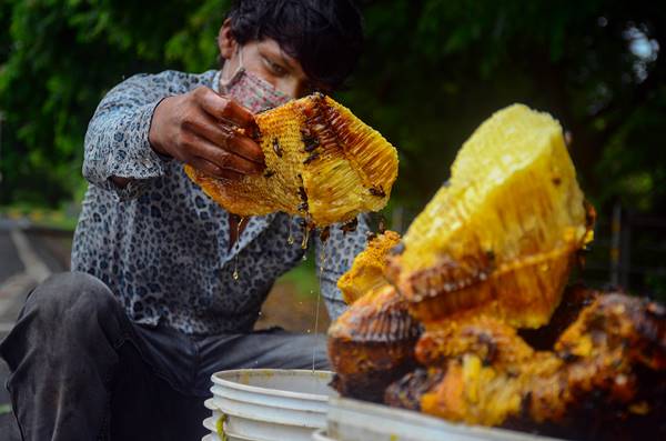 शहद उत्पादन और निर्यात : भारत टॉप 10 देशों में शामिल