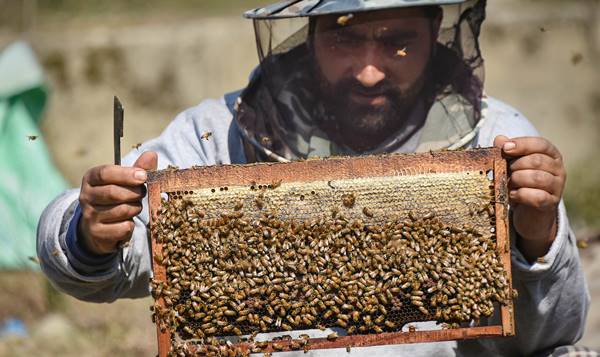 इस साल 1221 करोड़ से अधिक शहद निर्यात