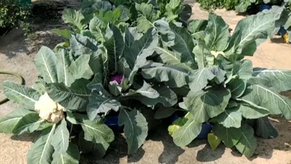 Best from Waste : खेती के लिए इन चीजों का प्रयोग