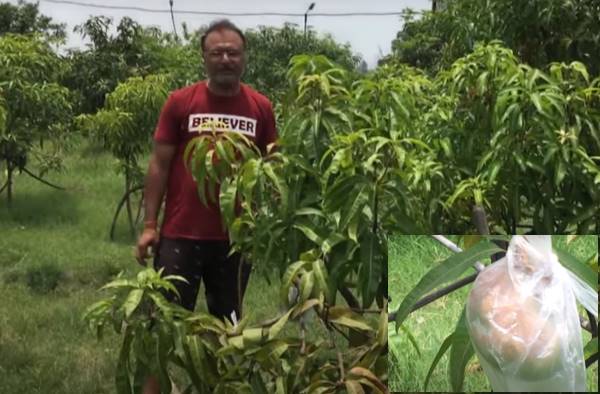 बिहार में भी मियाजाकी आम का पेड़ !