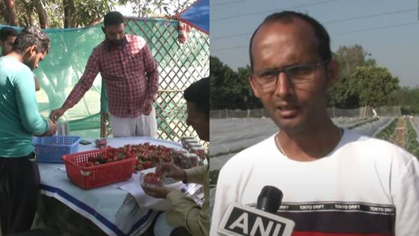 धीरज की स्ट्रॉबेरी फार्मिंग से दूसरों को भी रोजगार