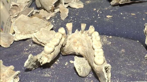 skeletons of 282 Indian soldiers excavated from a well of Punjab, belong to 1857 