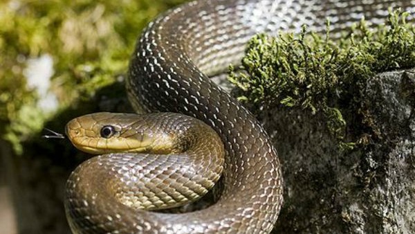 इस वजह से आवासीय जगहों पर जाते हैं सांप इस वजह से आवासीय जगहों पर जाते हैं सांप