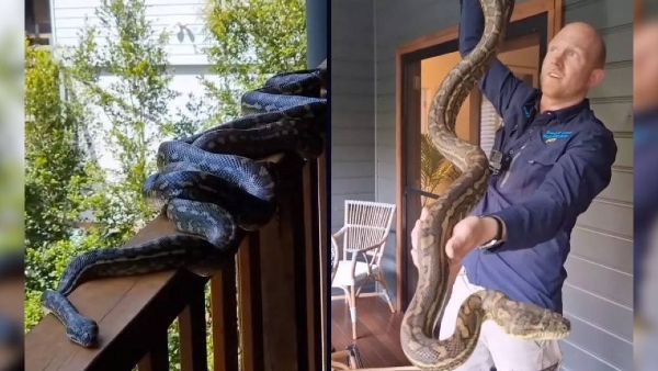 खाली घर सांपों की पहली पसंद