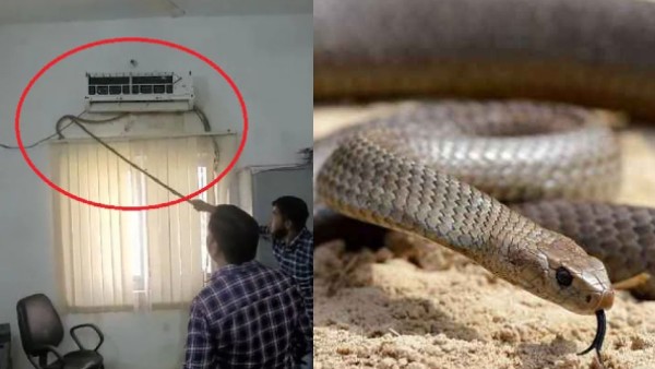 एसी के पास दिखी हलचल एसी के पास दिखी हलचल