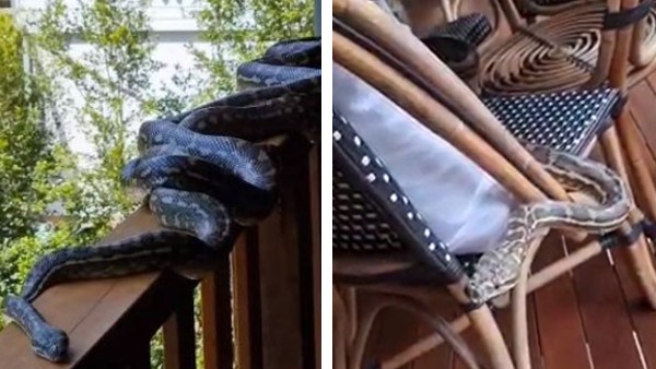 आलिशान घर में घुसे थे अजगर