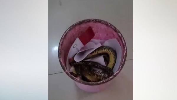 कूड़ेदान में पकड़ा गया कूड़ेदान में पकड़ा गया