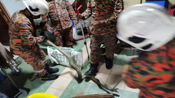 अंदर से निकला सांप