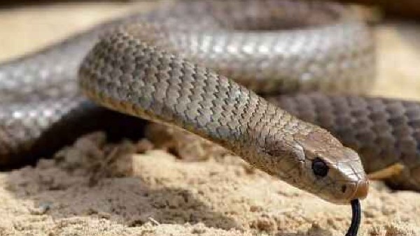 जब प्राइवेट पार्ट पर सांप ने काटा