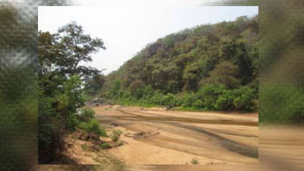 लोककथाओं में आता है सोने के पेड़ का ज़िक्र 