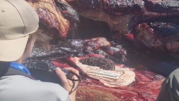 कैसे हुई व्हेल की मौत?