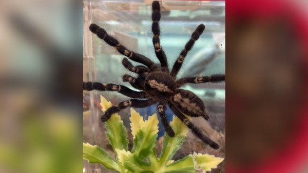 28 साल की बेथनी का अजीब शौक