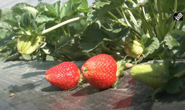 स्ट्रॉबेरी की खेती से मिल रही ख्याति