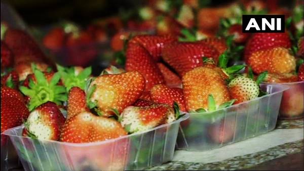 स्ट्रॉबेरी की खेती से जुड़ी रिसर्च