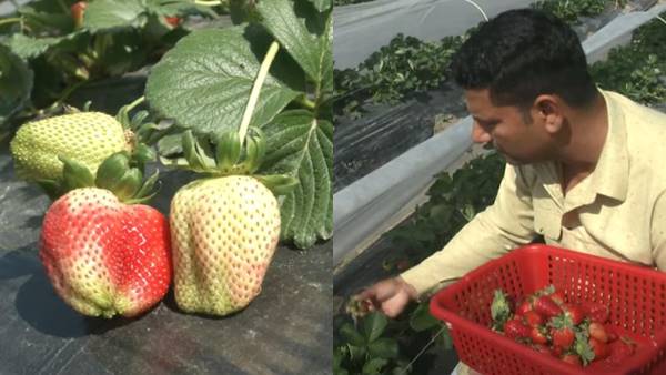 तकनीक की मदद से खेती, इनकम बढ़ा