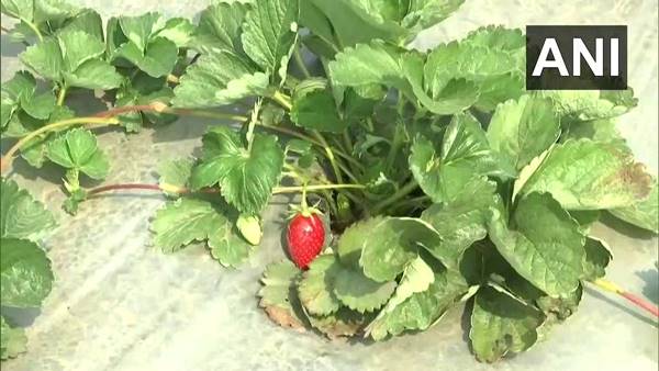 बिहार में स्ट्रॉबेरी की उपज पर व्यापारियों का रवैया